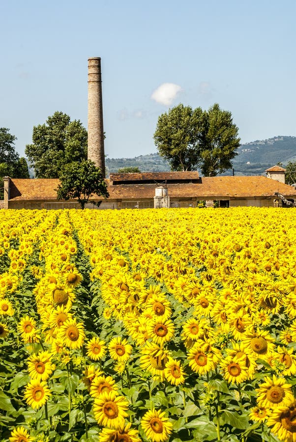 Field of sunflowers near Foligno (Umbria)