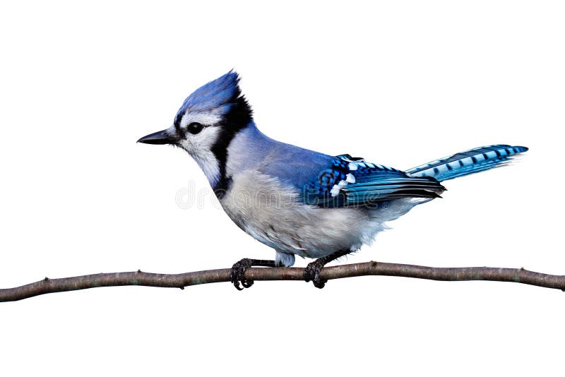 Horizontal view of bluejay perched on a branch