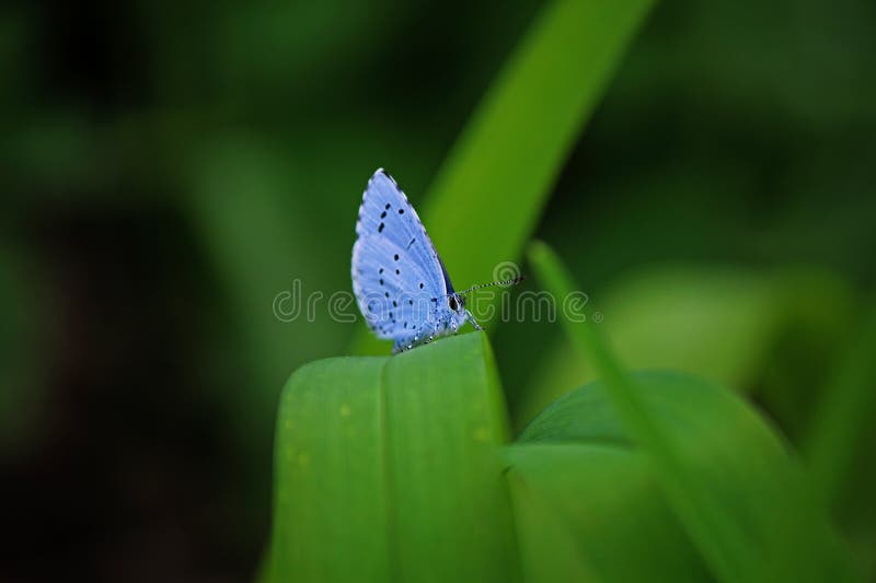 A little blue butterfly on a green leaf. Horizontal wallpapers of a cute little blue butterfly on a green leaf