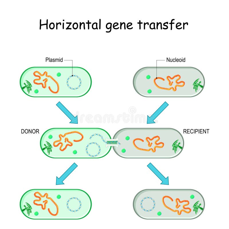 Horizontale Gentransfer für Bakterien. Horizontale Bakterien Genübertragung zum Beispiel. Übertragung von DNA über ein Plasmid von einem Spender auf eine rekombinante Empfänger während celltocell Kontakts. Mikrobengenetik und Antibiotikaresistenz