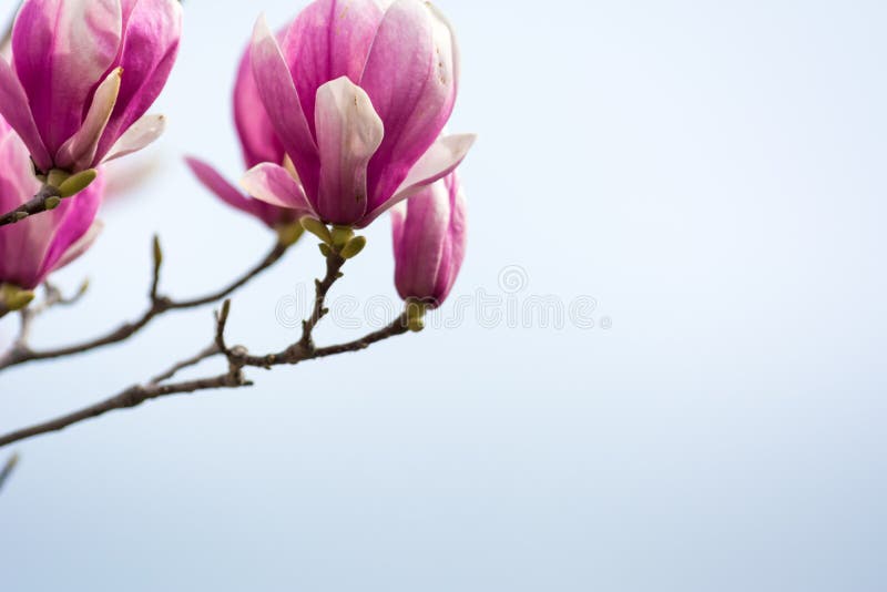 Horizontale Mening van Dichte Omhooggaand van Gebloeide Magnoliatak bij het Onduidelijke beeld royalty-vrije stock afbeelding Horizontale Mening van Dichte Omhooggaand van Gebloeide Magnoliatak bij het Onduidelijke beeld royalty-vrije stock afbeelding