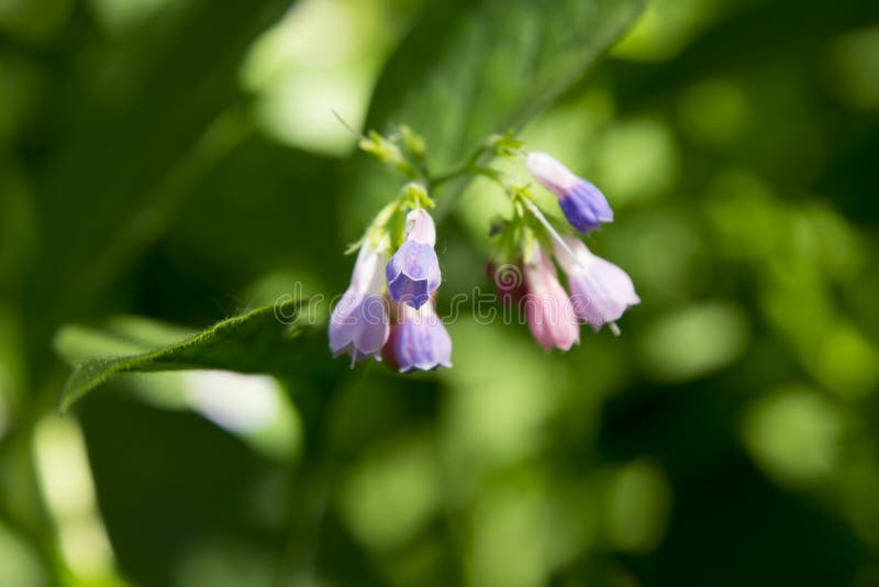 Horizontale Nahaufnahme von Virginia Bluebells im gescheckten Licht gegen Weichzeichnungshintergrund stockfotos Horizontale Nahaufnahme von Virginia Bluebells im gescheckten Licht gegen Weichzeichnungshintergrund stockfotos