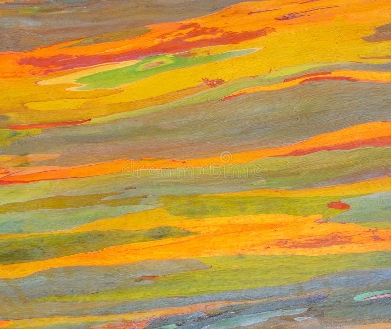 Horizontale Regenbogen-Eukalyptus-Baumrinde