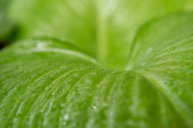 Horizontaler Abschluss- herauf Wasser auf grünem Blatthintergrund stockbild Horizontaler Abschluss- herauf Wasser auf grünem Blatthintergrund stockbild
