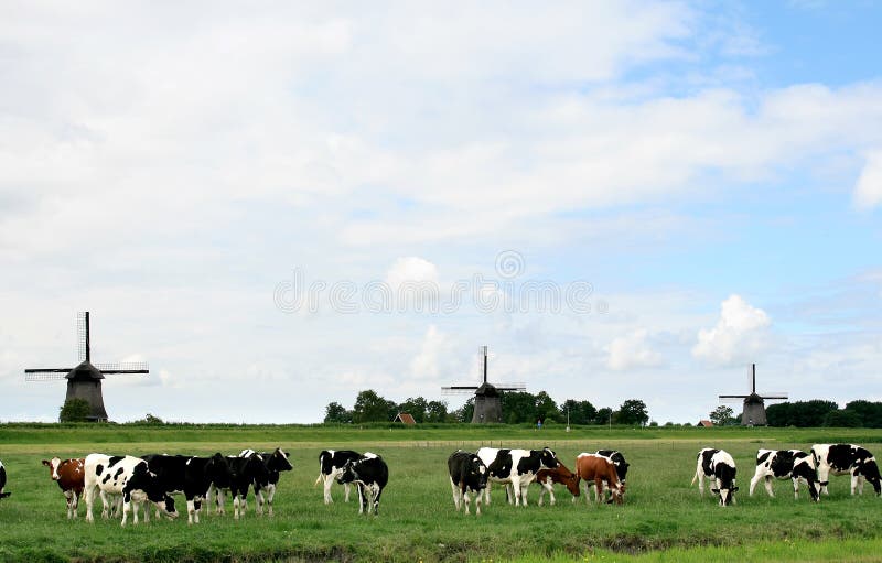 Horizontaux hollandais avec des vaches et des moulins photos stock Horizontaux hollandais avec des vaches et des moulins photos stock