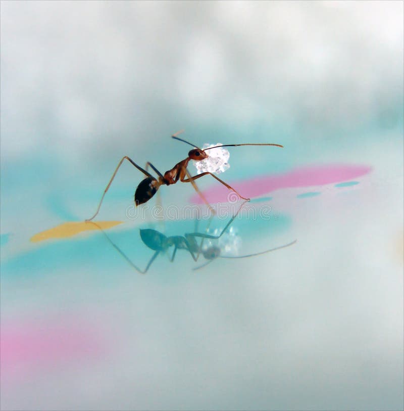 Hormiga Grande Con Las Alas Imagen de archivo Imagen de grande, alas