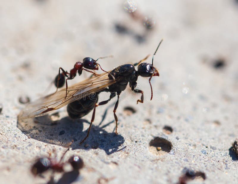 Hormiga Con Las Alas En La Tierra Foto de archivo Imagen de alas