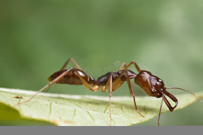 Hormiga de la Atrapar-quijada en la hoja verde