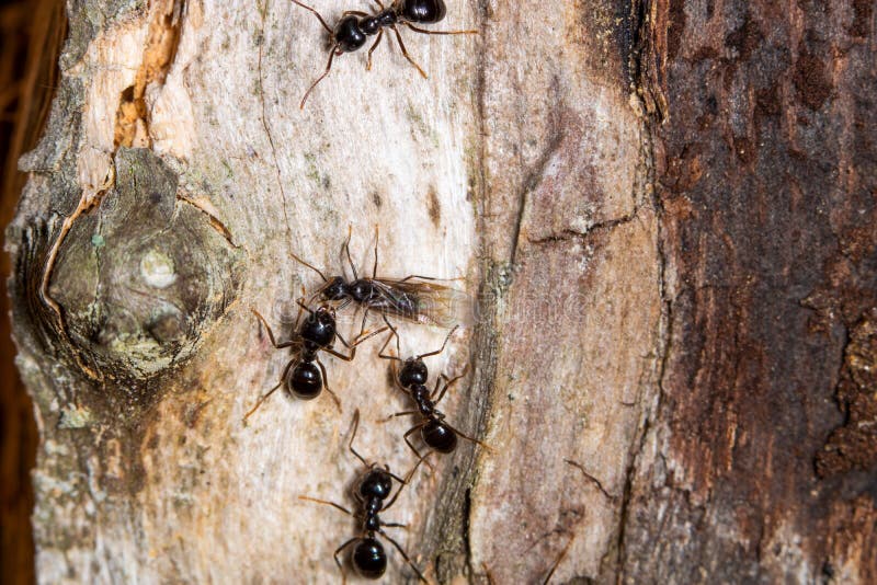 Hormiga de reina rodeada por cuatro hormigas