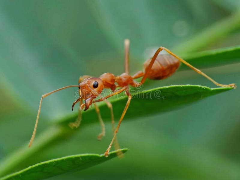 People call this insect “Fire Ant” because of their red color. The bodies of mature fire ants, like the bodies of all typical mature insects, are divided into three sections: the head, the thorax, and the abdomen, with three pairs of legs and a pair of antennae. This is one of the most organized & active insect in the global. People call this insect “Fire Ant” because of their red color. The bodies of mature fire ants, like the bodies of all typical mature insects, are divided into three sections: the head, the thorax, and the abdomen, with three pairs of legs and a pair of antennae. This is one of the most organized & active insect in the global.