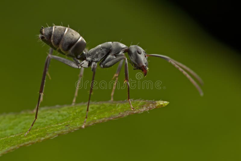 Hormiga negra foto de archivo. Imagen de antena, yermo 18111970