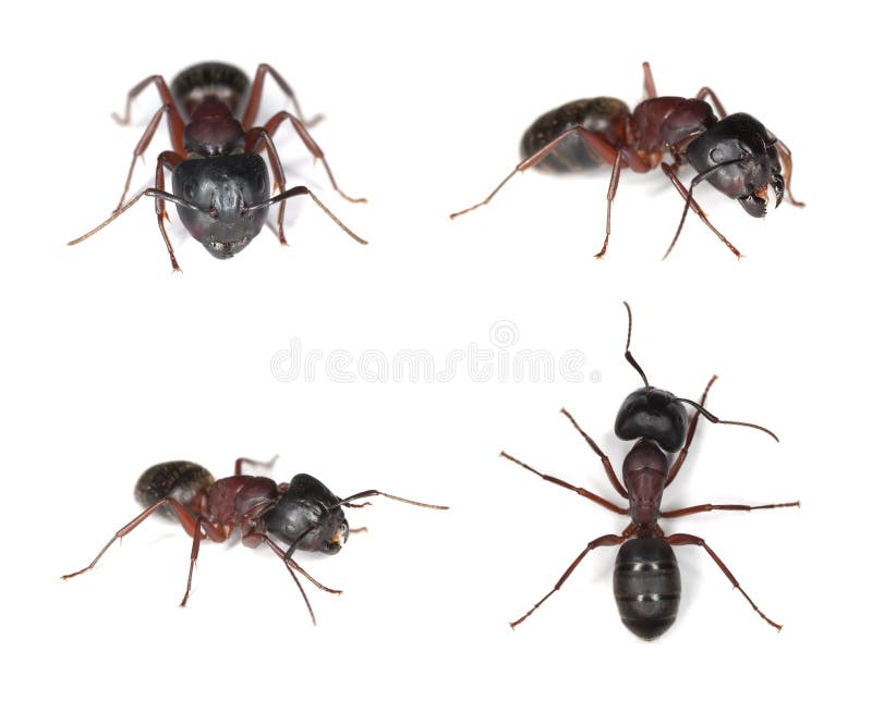 Hormigas de carpintero, Camponotus aislado en el fondo blanco