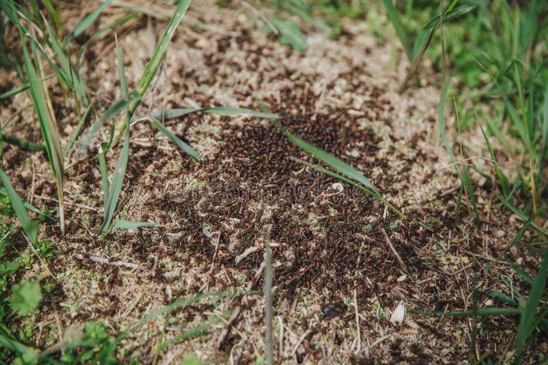 Hormigas en un hormiguero imagen de archivo. Imagen de contraste