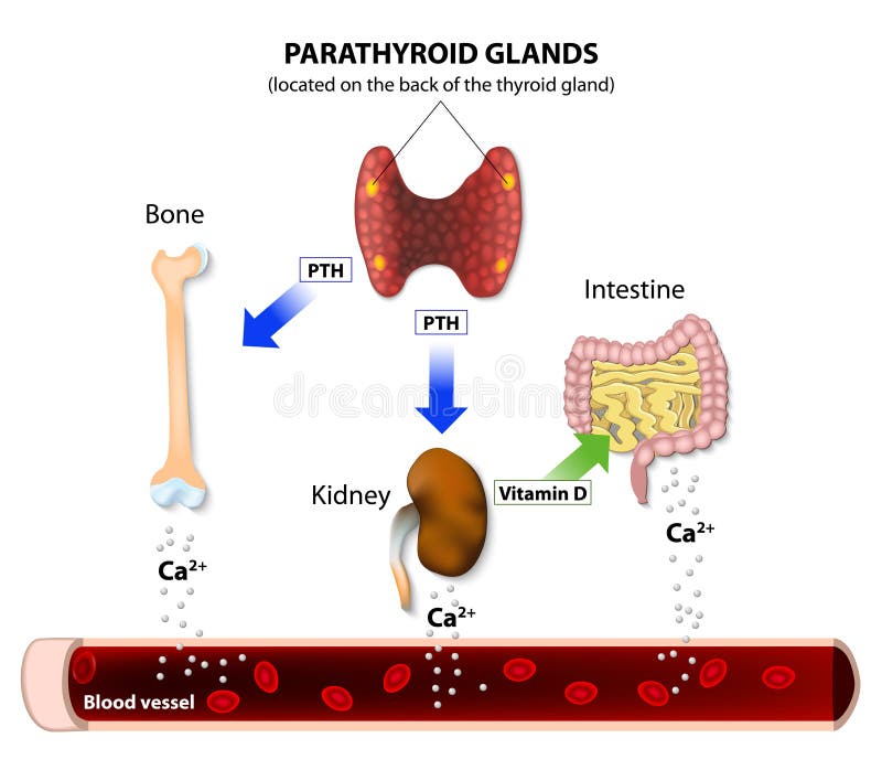 low calcium effect on kidneys