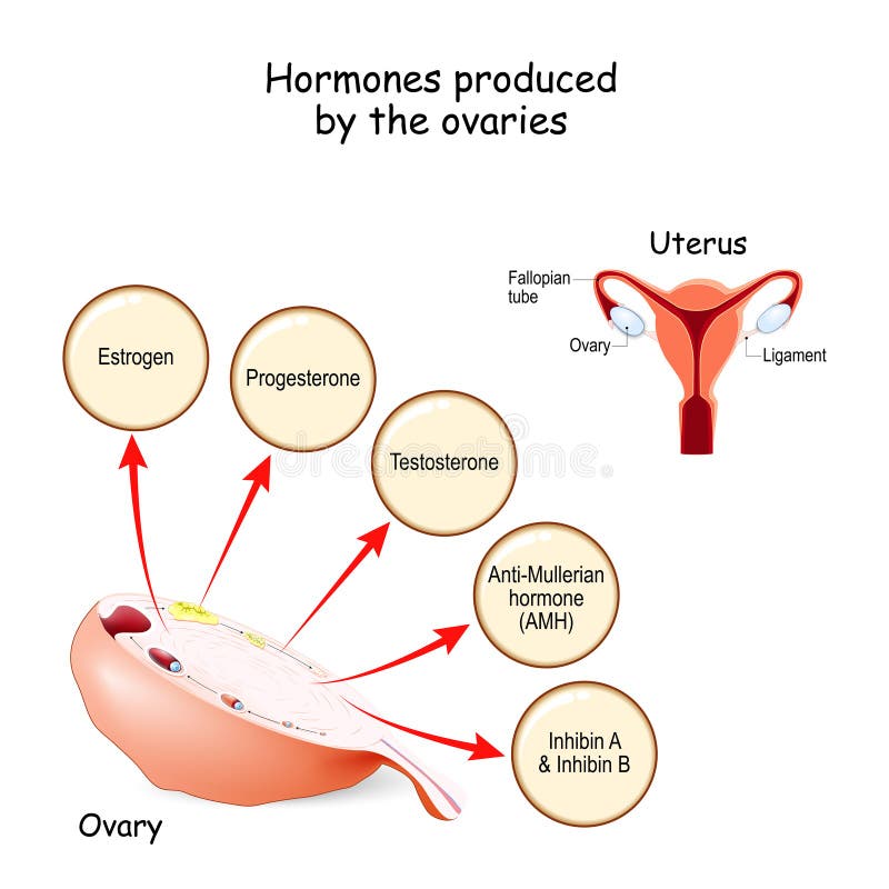 Hormonas producidas por los ovarios. sistema endocrino humano