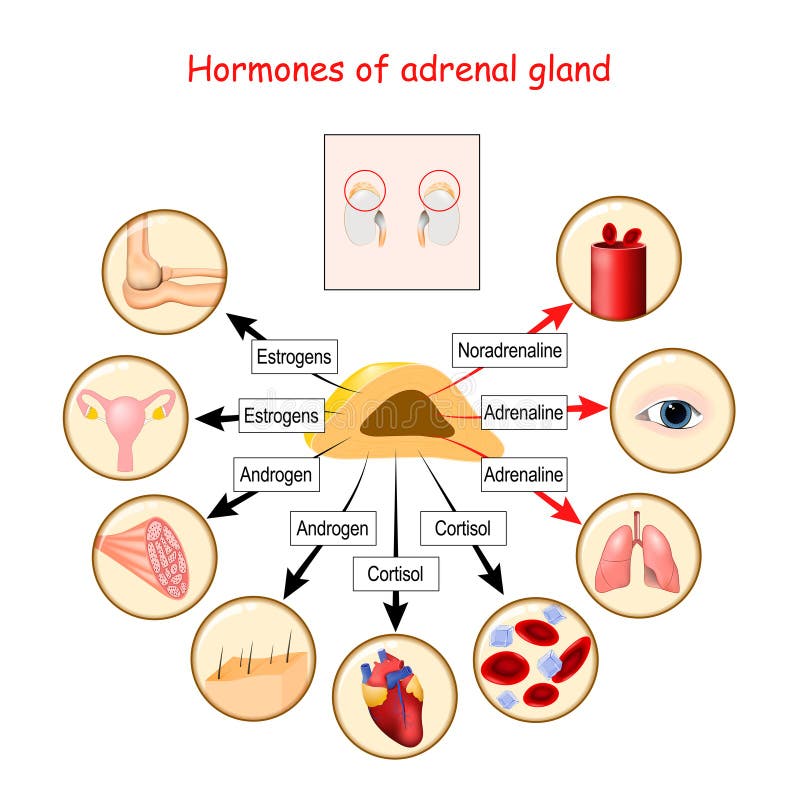 Hormones of adrenal gland and human organs that respond to hormones. cortisol, androgen, adrenaline, noradrenaline, and estrogens. Vector illustration for medical, education and science use. Hormones of adrenal gland and human organs that respond to hormones. cortisol, androgen, adrenaline, noradrenaline, and estrogens. Vector illustration for medical, education and science use