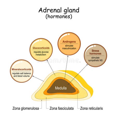 Glucocorticoids Stock Illustrations – 99 Glucocorticoids Stock ...