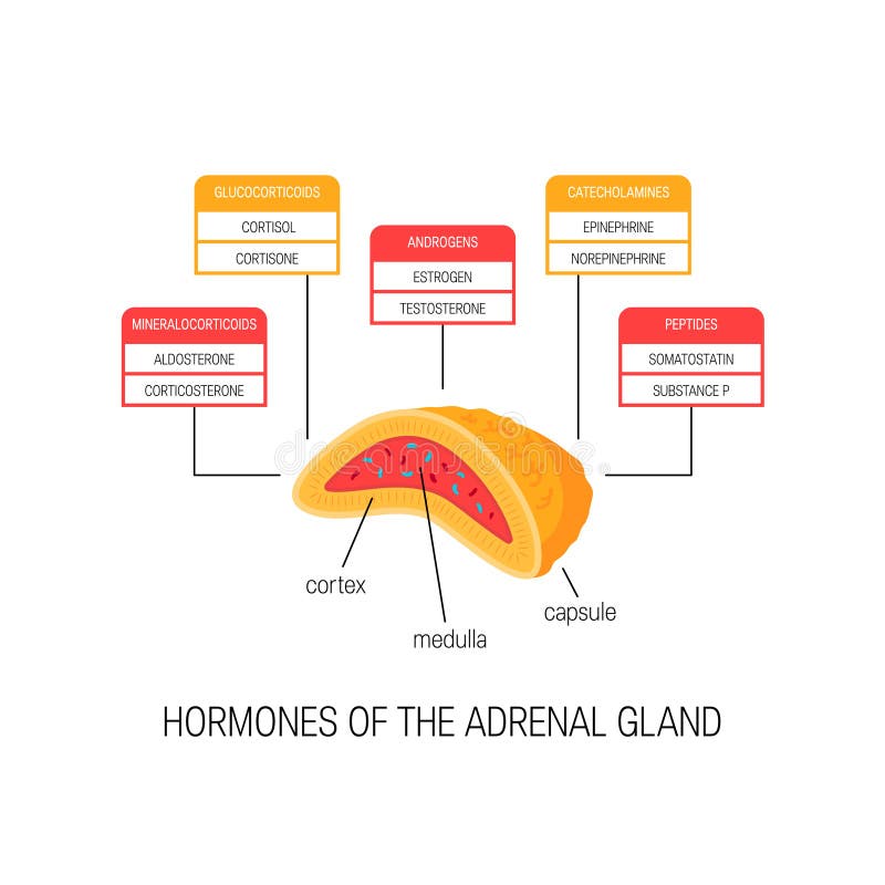 Endocrine Gland And Hormones Stock Vector - Illustration of ...