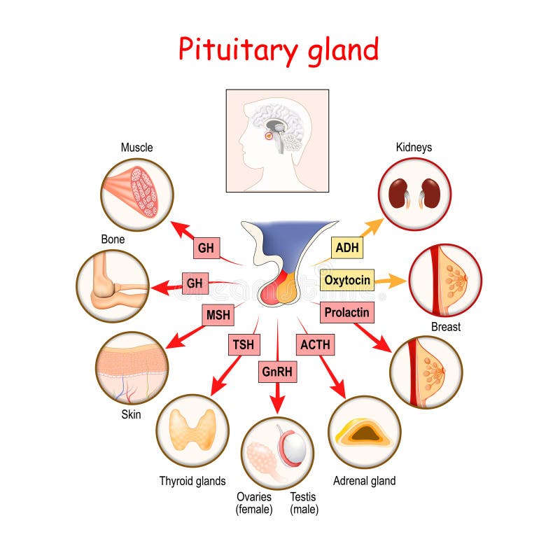 Pituitary Gland Hormones And Functions