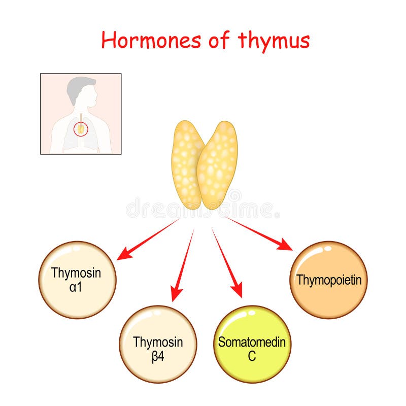 thyreoidea stimuláló hormon der