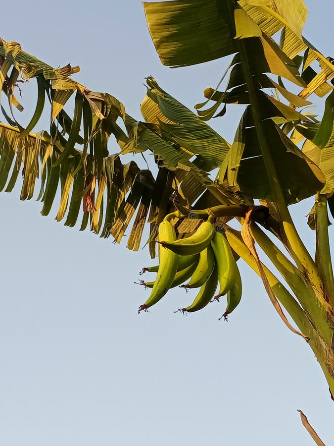 The Horn Bananas Tree Ready for Harvest Stock Photo Image of twig