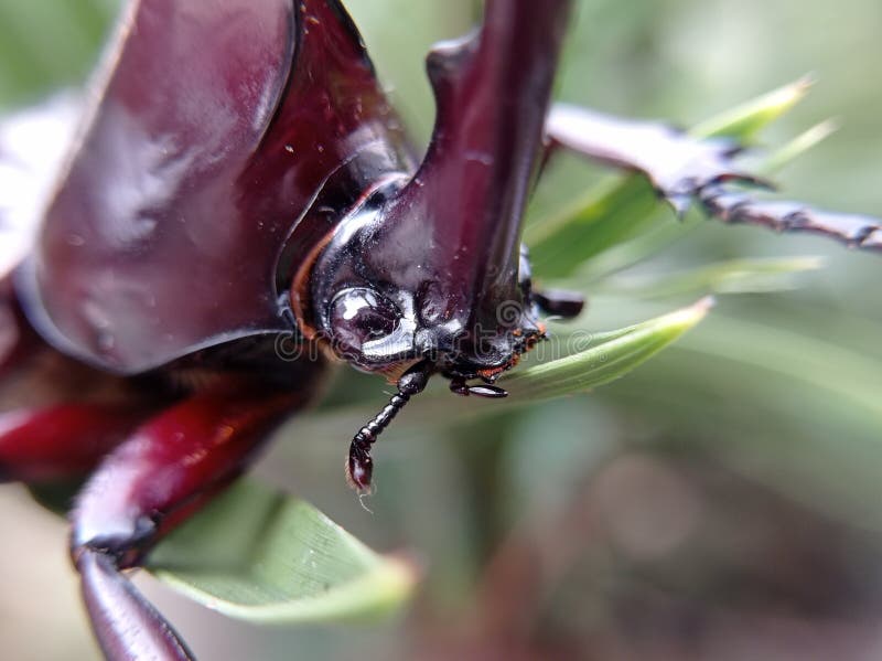 horn beetle head macro, selective focus on the middle