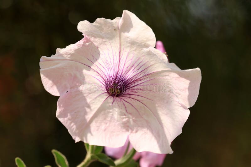 Horn flower stock photo. Image of bloom, love, horn, blossom 67166490