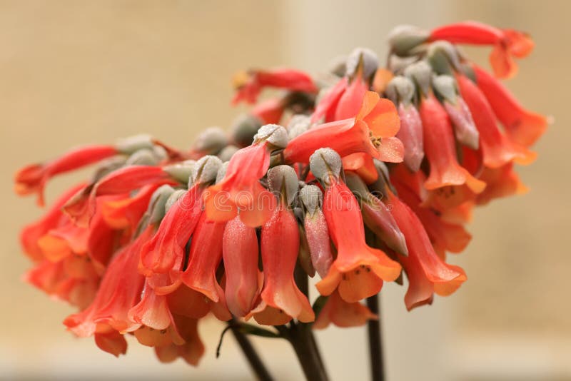 Horn flowers stock image. Image of fresh, close, flowers 65645577