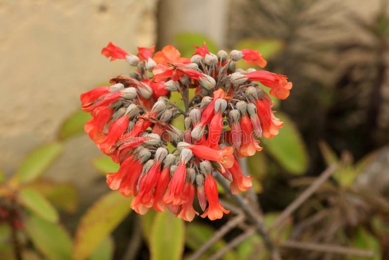 Horn flowers stock image. Image of fresh, close, flowers 65645577