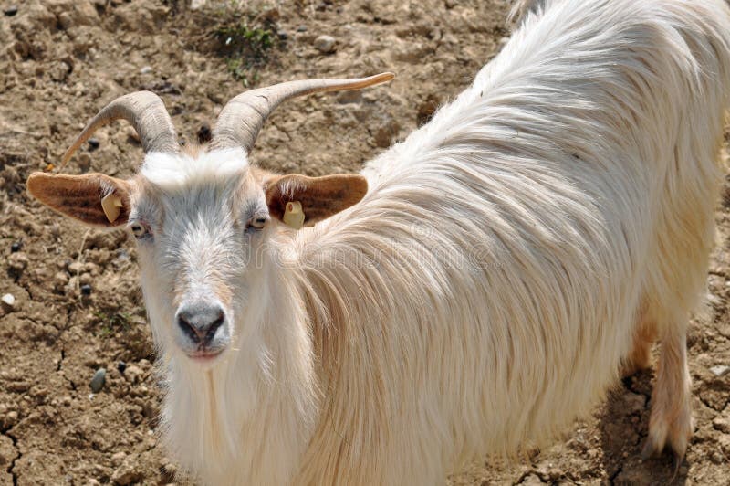 Horn goat