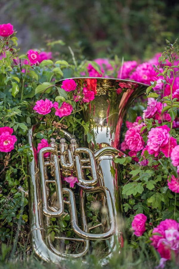 Horn On Red Flowers With A Blurred Background Stock Image Image of