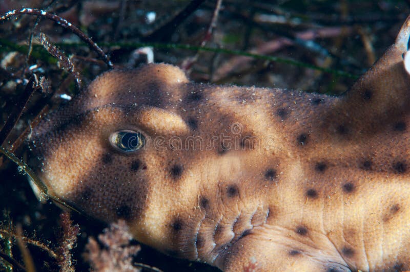 Horn Shark stock photo. Image of wild, seaweed, scripps - 56998360