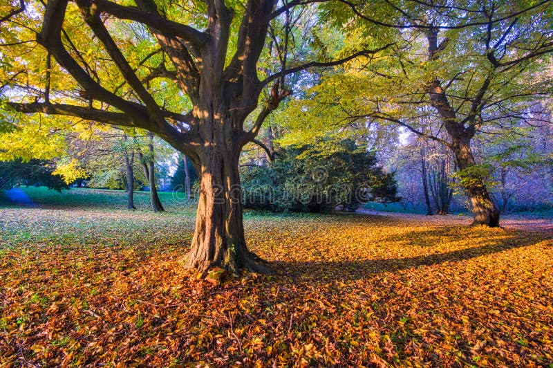 Fall coloured hornbeam tree during sunset near the Castle in Rusovce