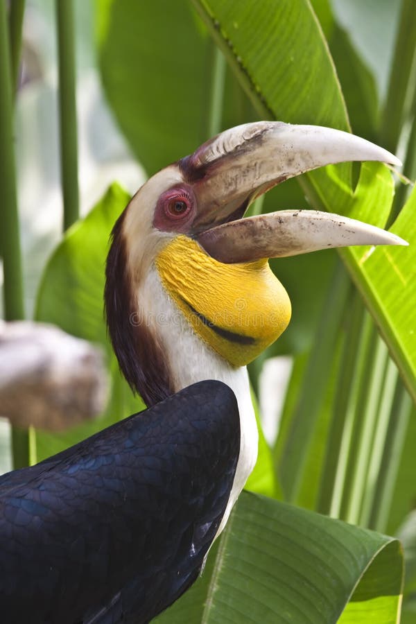 Hornbill stock image. Image of exotic, nature, large 12208067