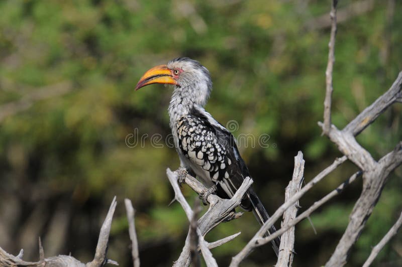 Hornbill