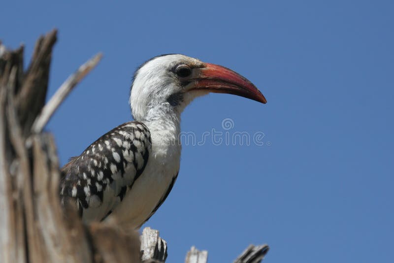 Hornbill