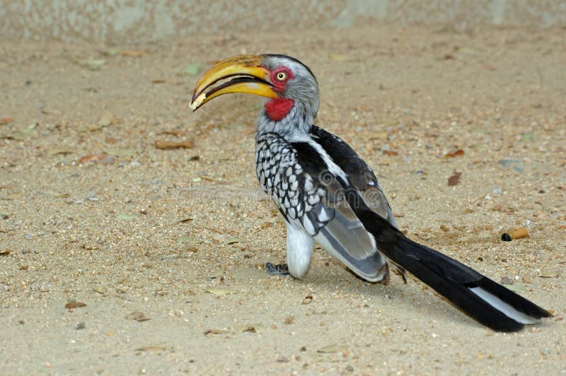 Hornbill.
