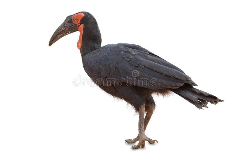 hornbill au sol d'oiseau images stock hornbill au sol d'oiseau images stock