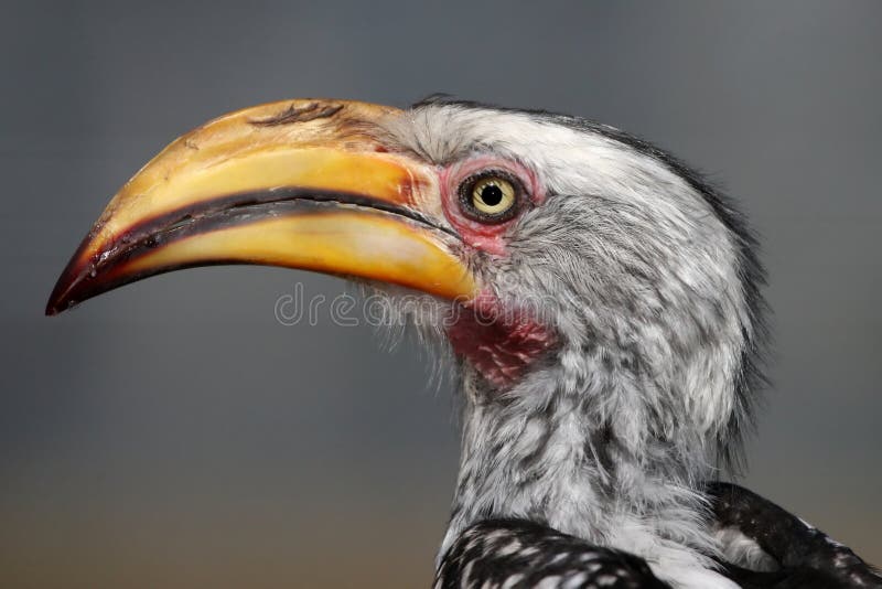Hornbill Bird Portrait