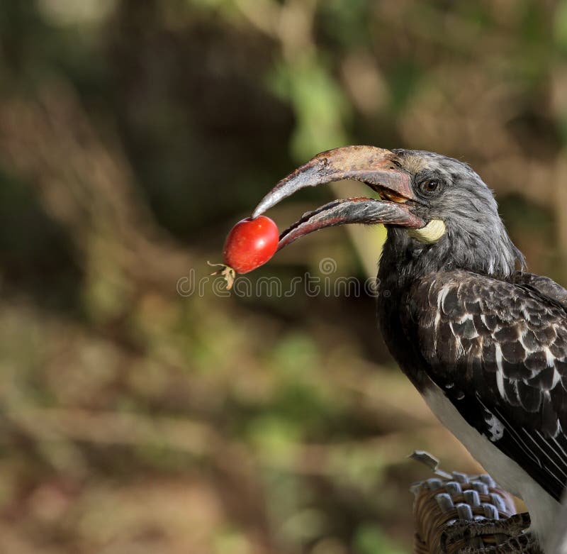 Hornbill bird with red berry in its beak