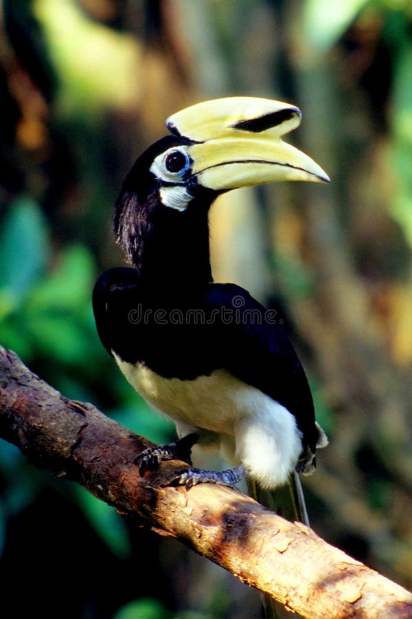 Hornbill de Palawan images stock Hornbill de Palawan images stock