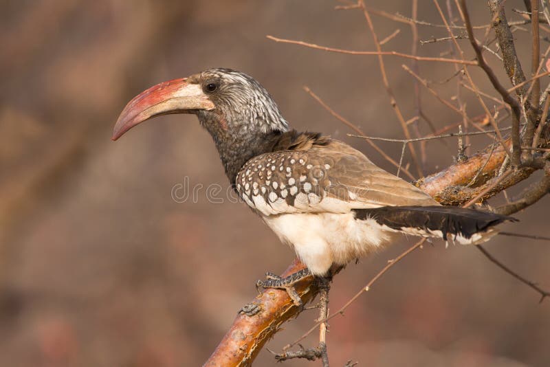 Hornbill de Redbilled photos libres de droits Hornbill de Redbilled photos libres de droits