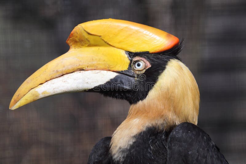 Hornbill grand image libre de droits Hornbill grand image libre de droits