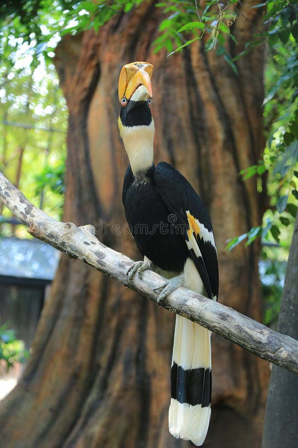 Hornbill stock photo. Image of yellow, forest, single 71018776