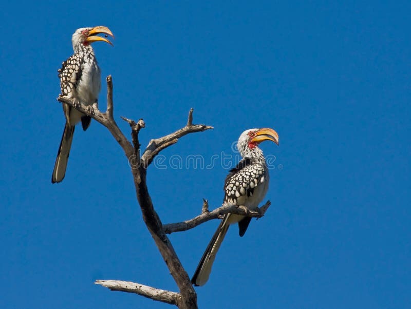 Hornbill Jaune-affiché images stock Hornbill Jaune-affiché images stock