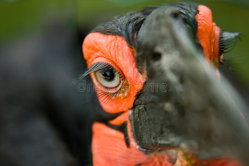 Uccello esotico - hornbill a terra africano