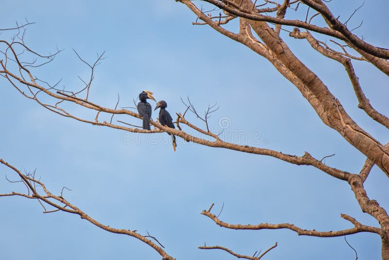 Hornbills em seu ambiente típico fotografia de stock royalty free Hornbills em seu ambiente típico fotografia de stock royalty free