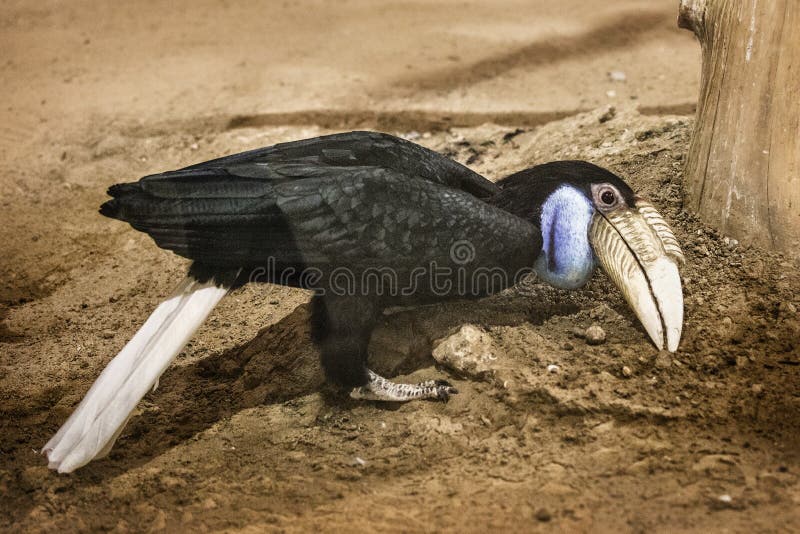 Hornbills giant Hornbills royalty free stock photos Hornbills giant Hornbills royalty free stock photos
