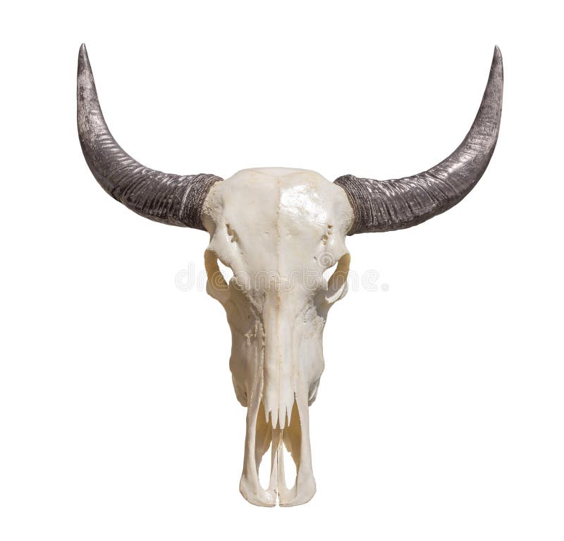 Horned animal skull stock photo. Image of detail, bull 94166774