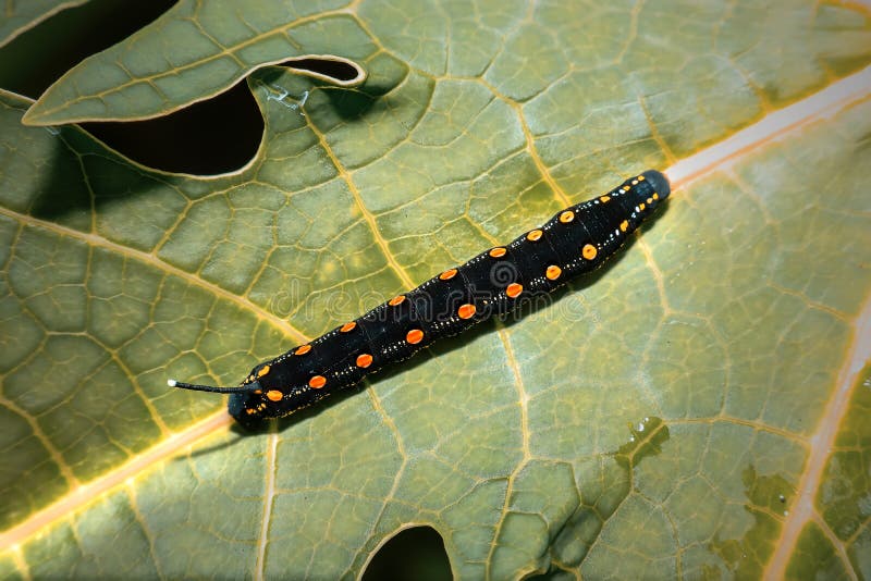 Horned Black Caterpillars Focus on the Head. the Insect Has a Red